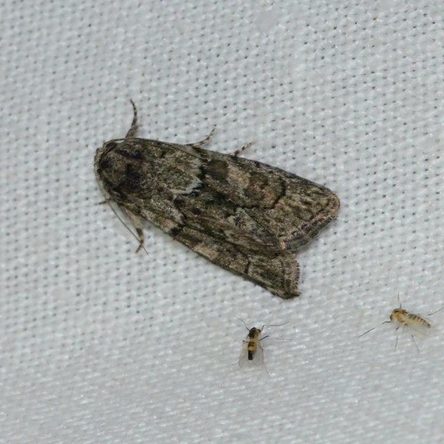 Cryphia fraudatricula - homoki zuzmóbagoly
