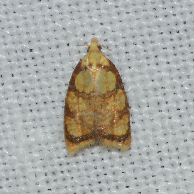 Acleris bergmanniana - rozsdarácsos levélmoly