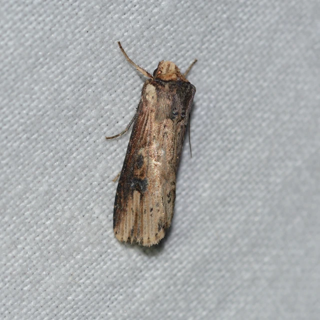 Axylia putris - vonalkás földibagoly
