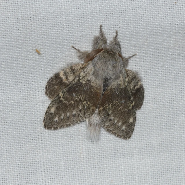 bükkfa-púposszövő - Stauropus fagi