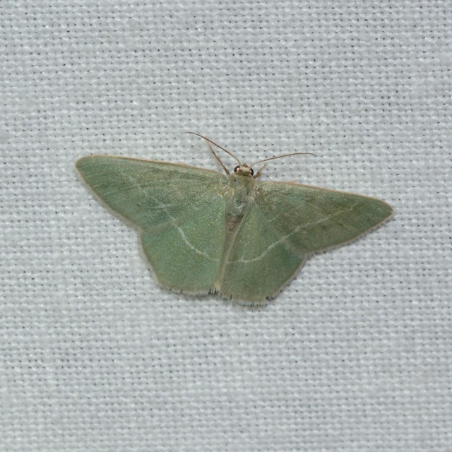 Chlorissa viridata/cloraria