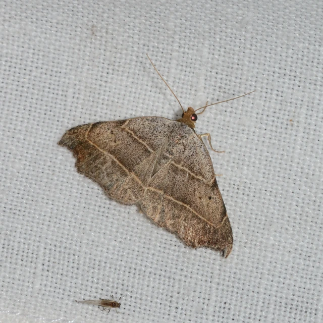 Laspeyria flexula - zuzmóbagoly