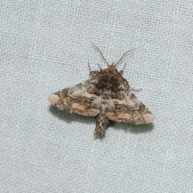 cserszömörcebagoly - Eutelia adulatrix