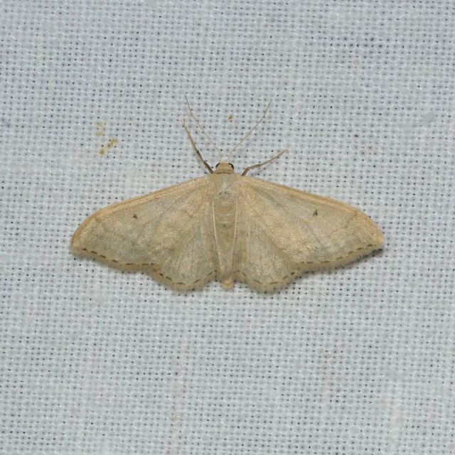 Idaea straminata - szalmasárga sávosaraszoló
