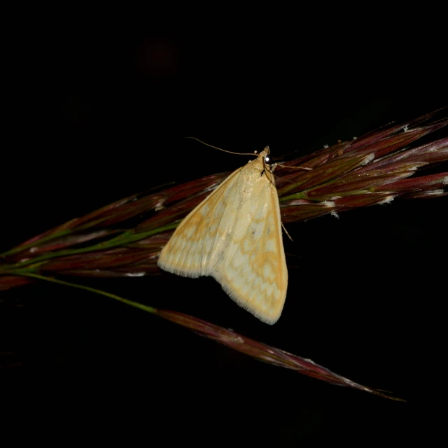 Sitochroa verticalis - világossárga dudvamoly
