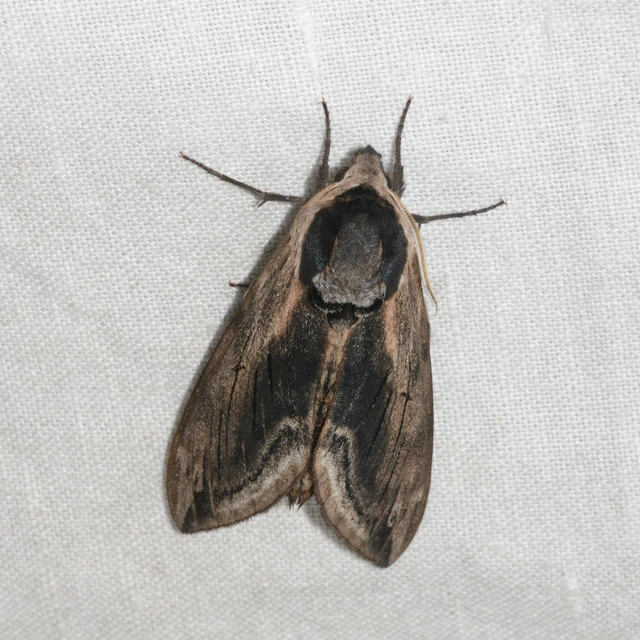 Sphinx ligustri - fagyalszender