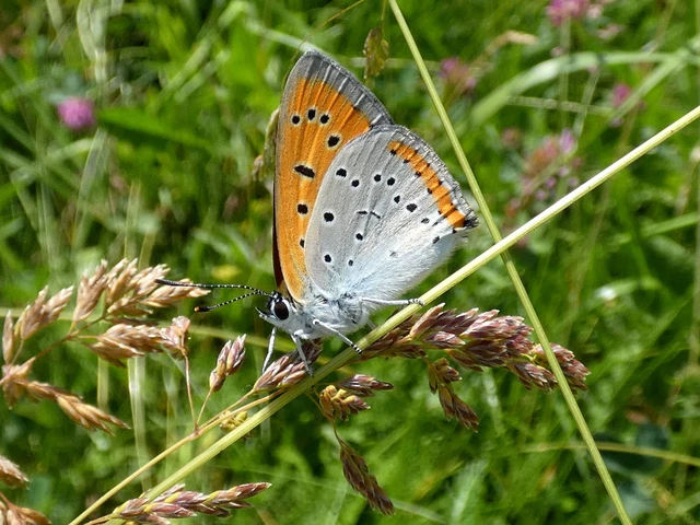 Lycaena dispar rutilus - nagy tűzlepke