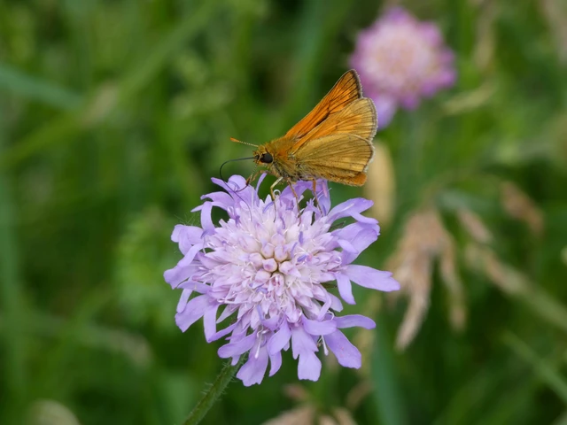 Ochlodes sylvanus - erdei busalepke