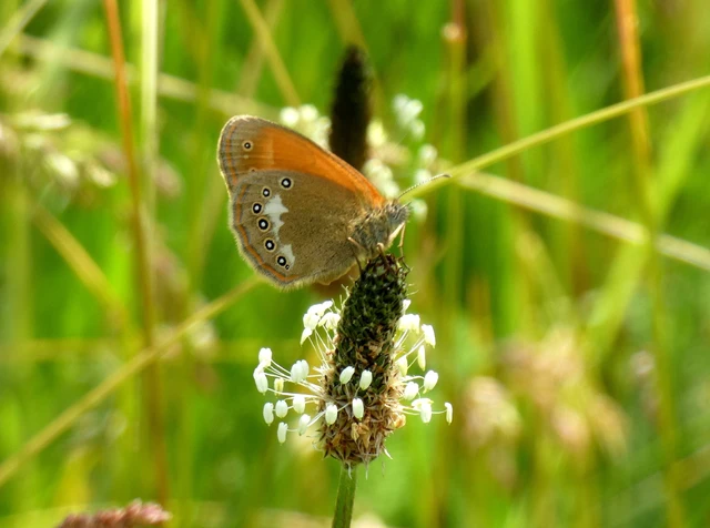 Coenonympha glycerion - közönséges szénalepke