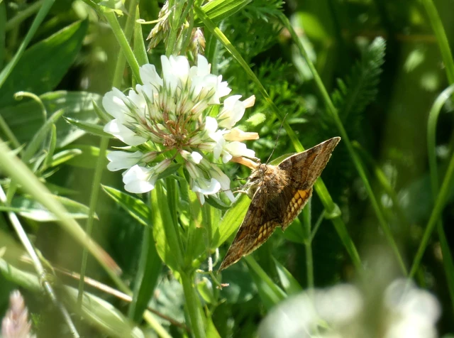 Euclidia glyphica - közönséges nappalibagoly