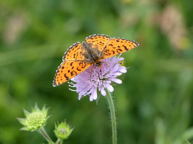 Melitaea didyma - tüzes tarkalepke