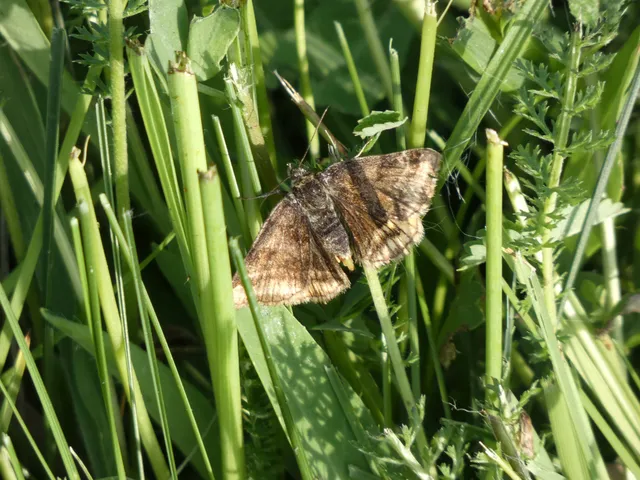Euclidia glyphica - közönséges nappalibagoly