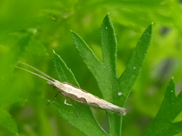Plutella xylostella - káposztamoly