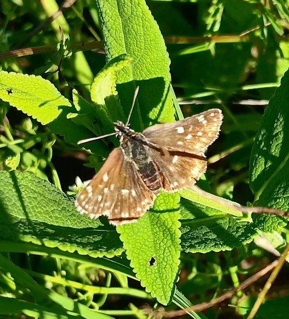 Spialia orbifer - törpe busalepke