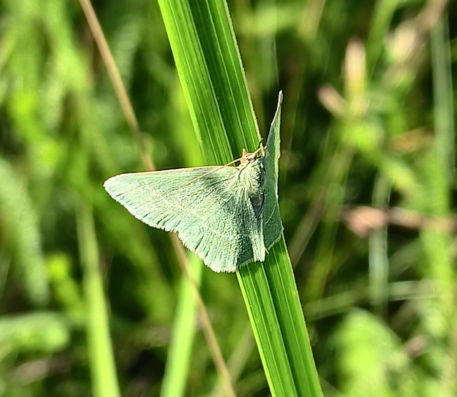 Chlorissa viridata/cloraria
