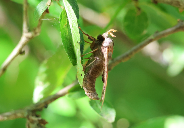 Smerinthus ocellatus - esti pávaszem