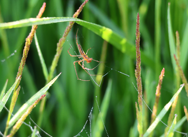 Tetragnatha
