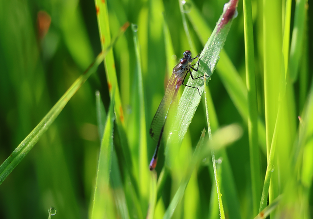 Coenagrion pulchellum - karcsú légivadász
