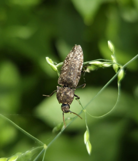 Agrypnus murinus - egérszínű pikkelyespattanó