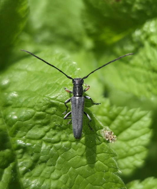 Phytoecia cylindrica - medvelapucincér