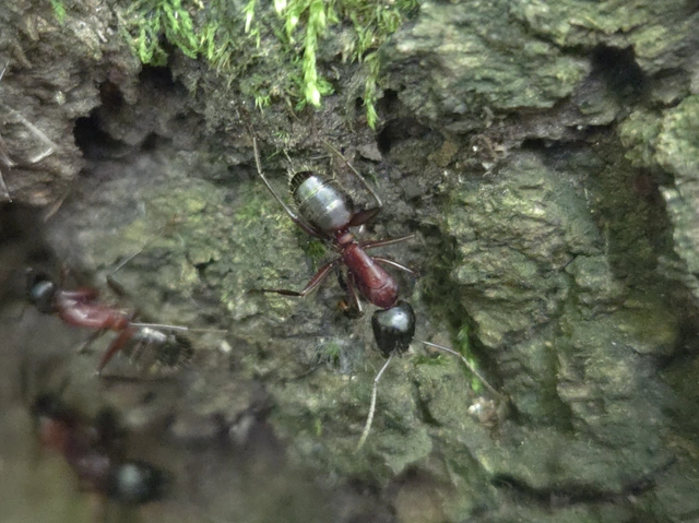 Camponotus ligniperda - faodvasító lóhangya