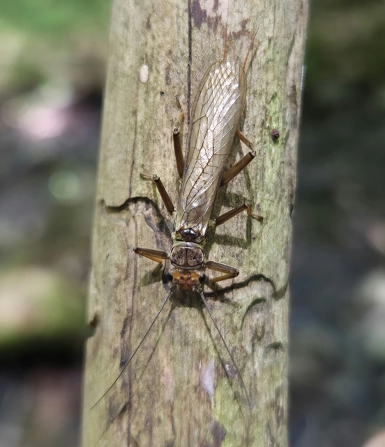 Perlidae