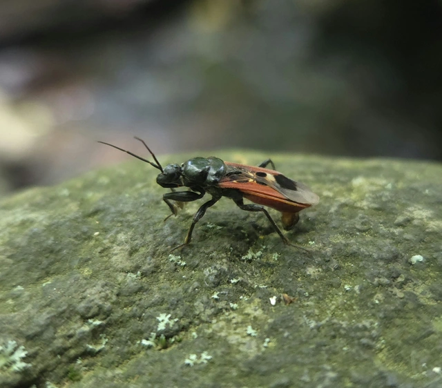 Peirates hybridus - foltos rablópoloska