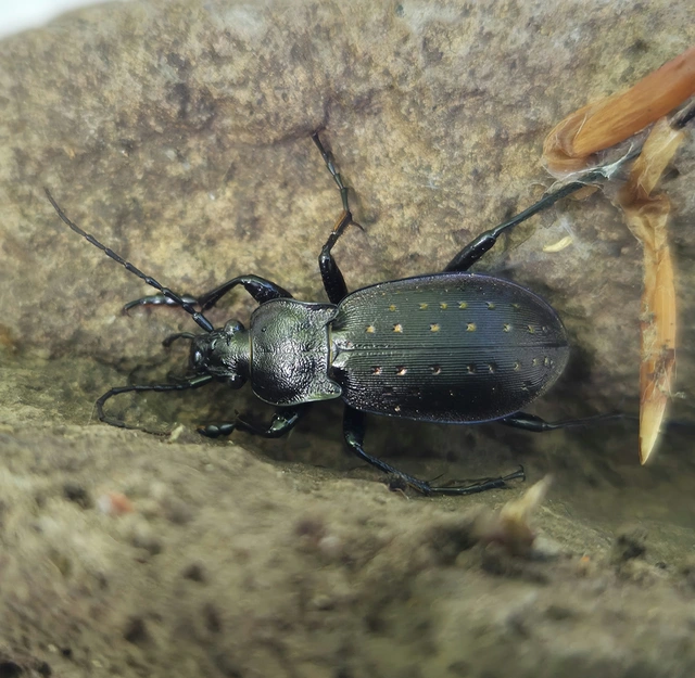 Carabus hortensis - aranypettyes futrinka