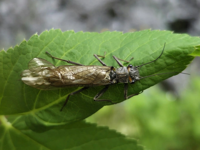 álkérészek (Plecoptera)