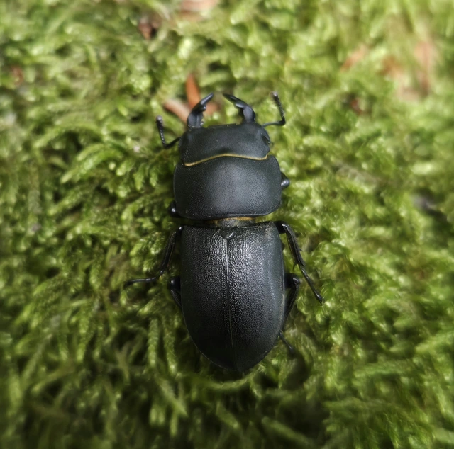 Dorcus parallelipipedus - kis szarvasbogár