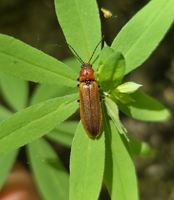 Denticollis linearis - dülledtszemű pattanó