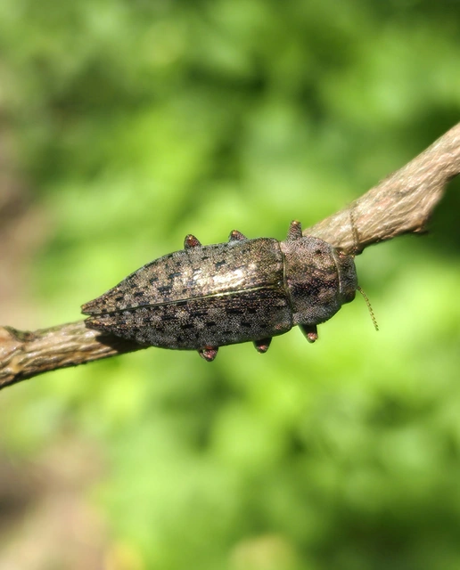 Dicerca berolinensis - bükkfa-díszbogár