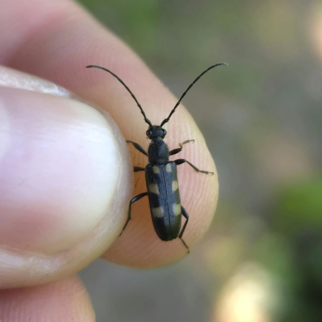 Anoplodera sexguttata - foltos virágcincér