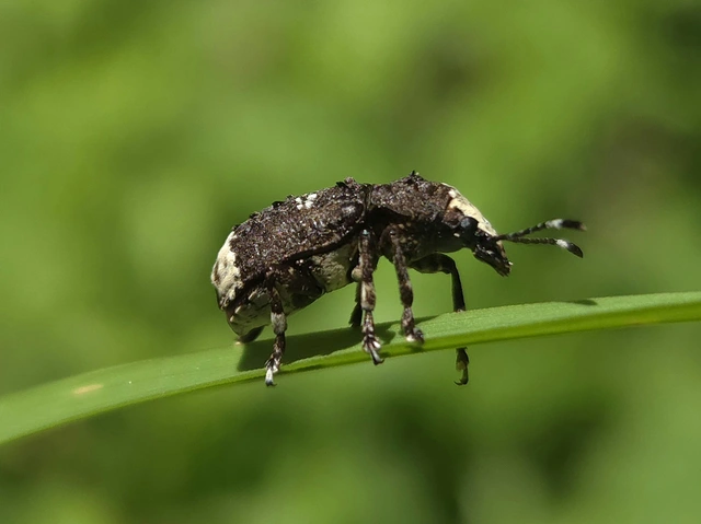 Platystomos albinus - nagybajuszú orrosbogár