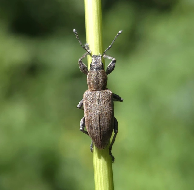 Tanymecus palliatus - közönséges hegyesfarúbarkó