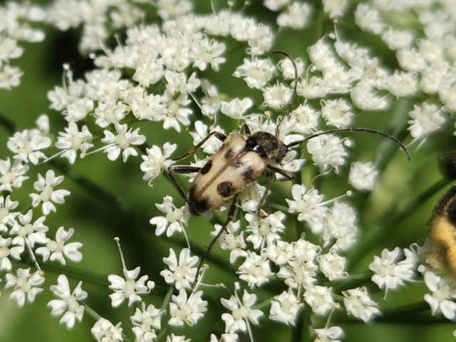 Pachytodes cerambyciformis - változékony virágcincér