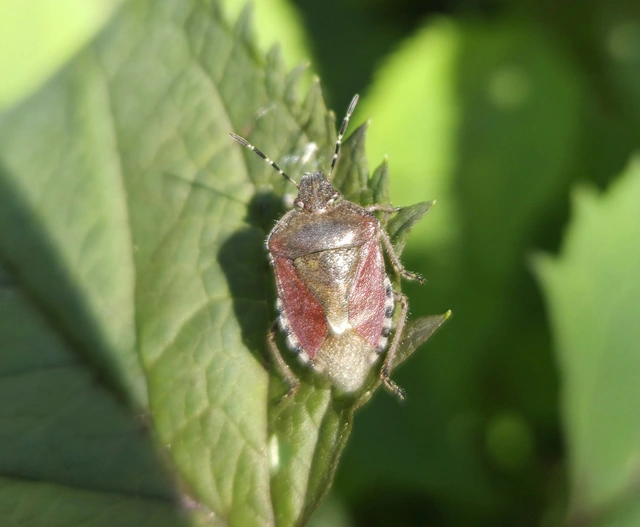 Dolycoris baccarum - közönséges bogyómászó-poloska Dolycoris baccarum - közönséges bogyómászó-poloska