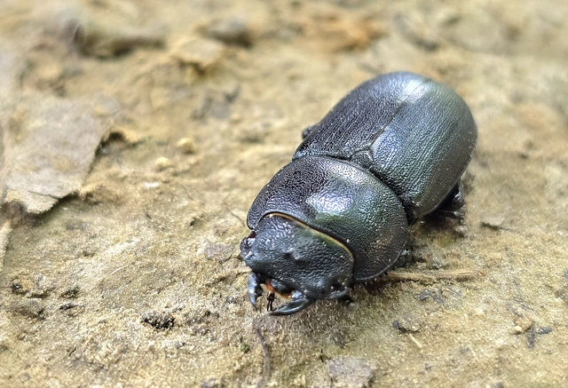 Dorcus parallelipipedus - kis szarvasbogár