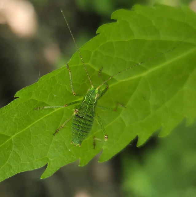 Barbitistes constrictus - északi málnaszöcske