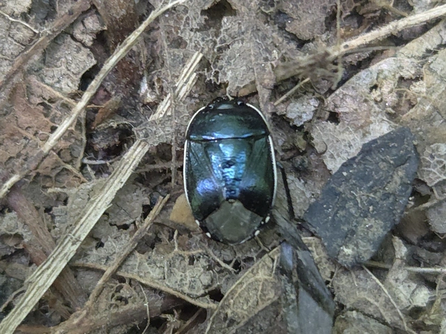 Canthophorus