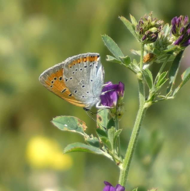 Lycaena dispar rutilus - nagy tűzlepke