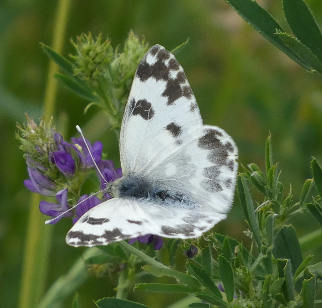 Pontia edusa - rezedalepke