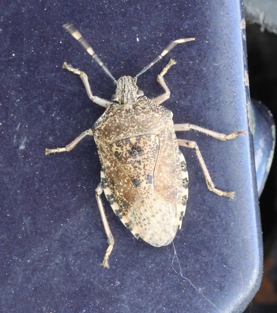 Rhaphigaster nebulosa - bencepoloska