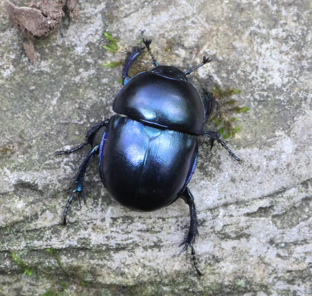 Trypocopris vernalis - tavaszi álganéjtúró
