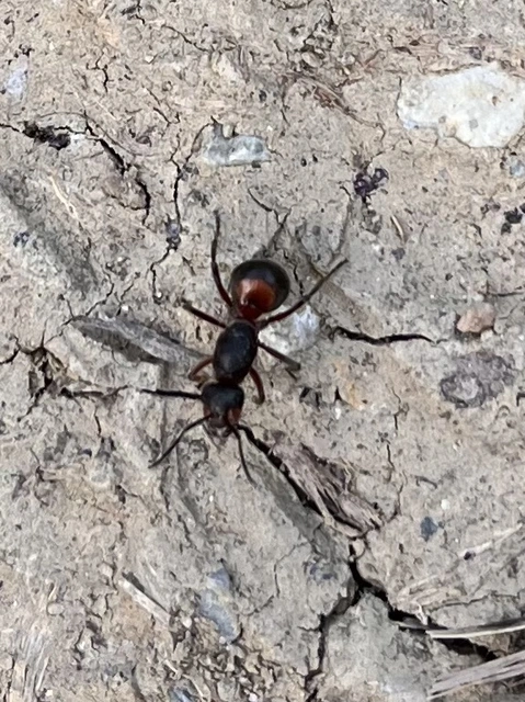 Formica pratensis - réti vöröshangya