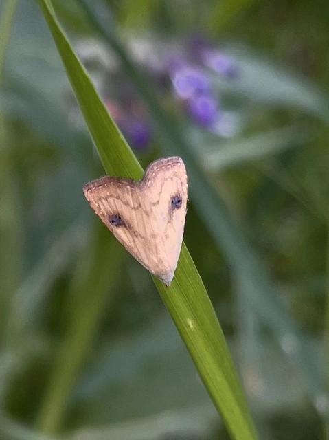 Rivula sericealis - selymes lórombagoly