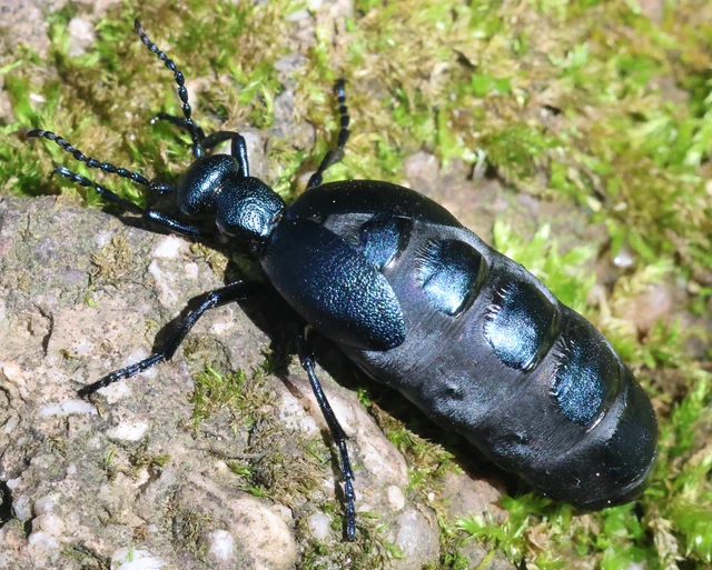 Meloe violaceus - kék nünüke