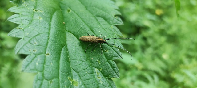Agapanthia villosoviridescens - fehérgyűrűs bogáncscincér