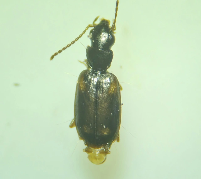 Syntomus obscuroguttatus - négyfoltos gyökérfutó