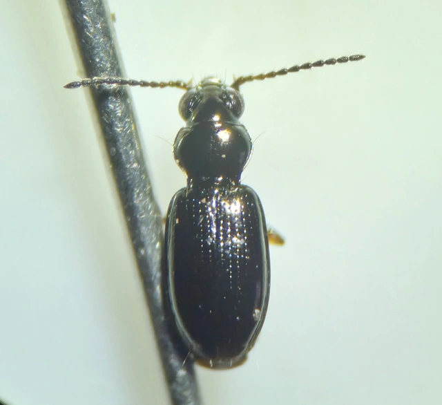 Bembidion lampros - erdei gyorsfutó